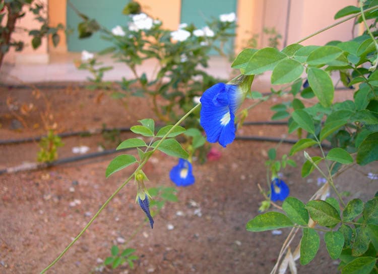 Clitoria ternatea